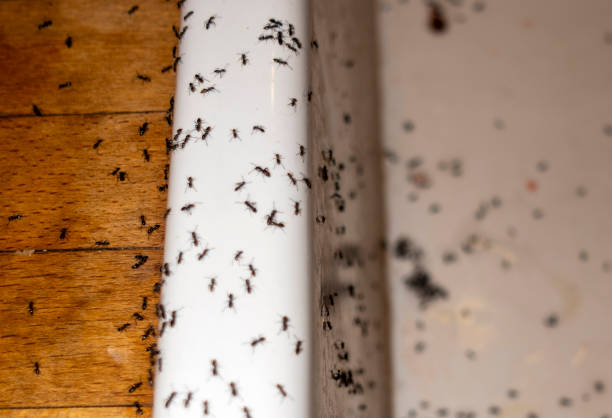 Best Emergency Pest Control  in Westmoreland, TN