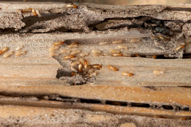 Best Wasp Removal Services  in Westmoreland, TN